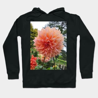 Pale Orange Dahlia Hoodie